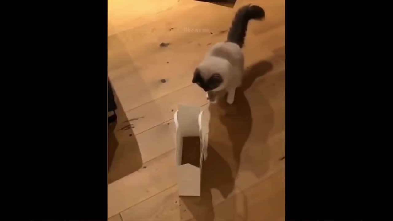 Try Not To Laugh or Grin While Watching Funny Animals Compilation #3