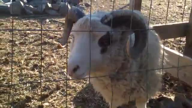 Sheep 🐑 🐏 Amazing vedio