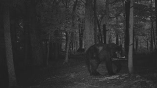 The Woods - 07/22/2021 Bear