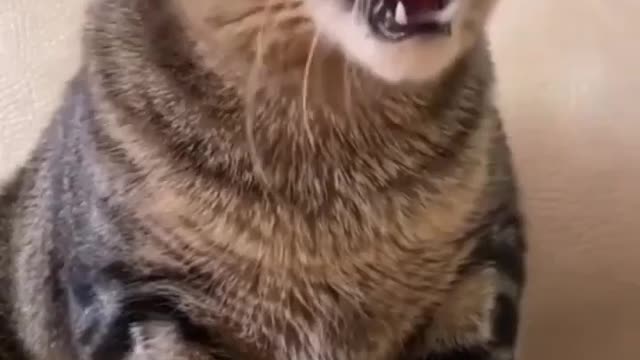Funniest cats compilation