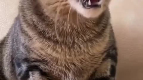 Funniest cats compilation