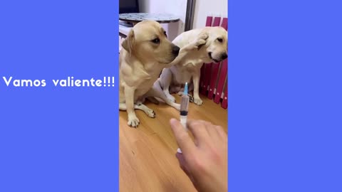 Brave dogs. Go your brave !!!