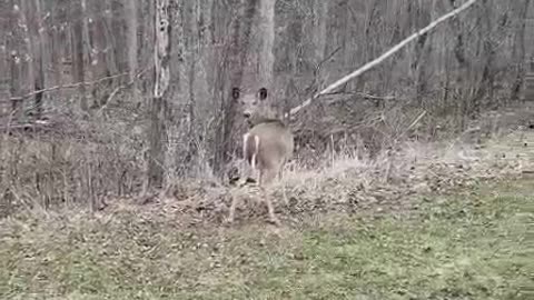 wild deer