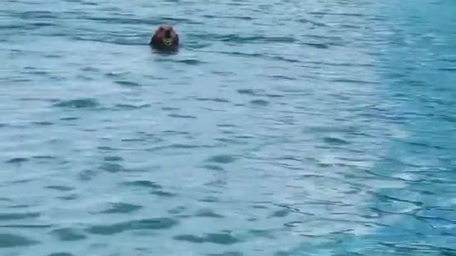 Dog or Dolphin?