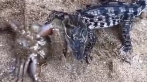 This is a beautiful and charming water-dwelling species