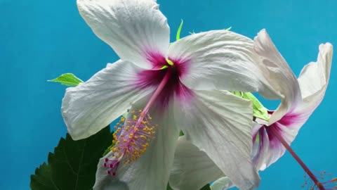 Flower and the beauty.