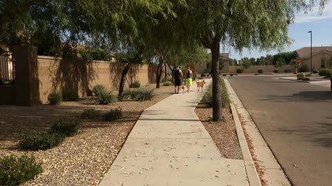 A young millennial couple walks their dogs through a typical Arizona neighborhood