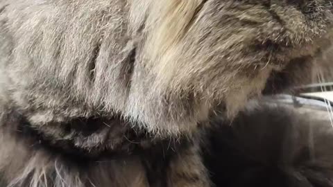 the cat is washing her face?