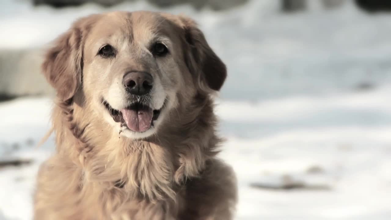 Elderly dog shows off his speed