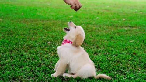 Beauty of animals