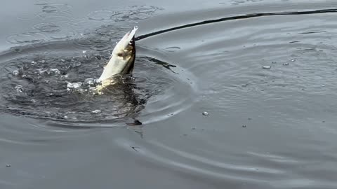 Snook caught on Rapala x rap