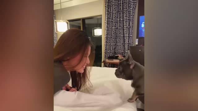 Funny jokes with animals. Part 4