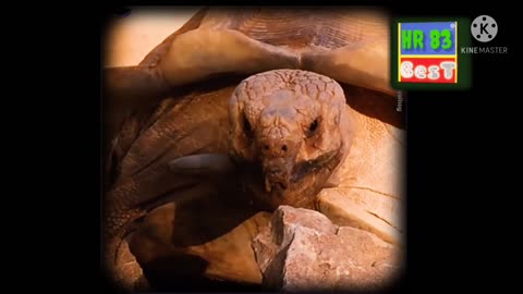 best animals video very funny moments