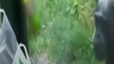 A monkey tells a human that he is thirsty