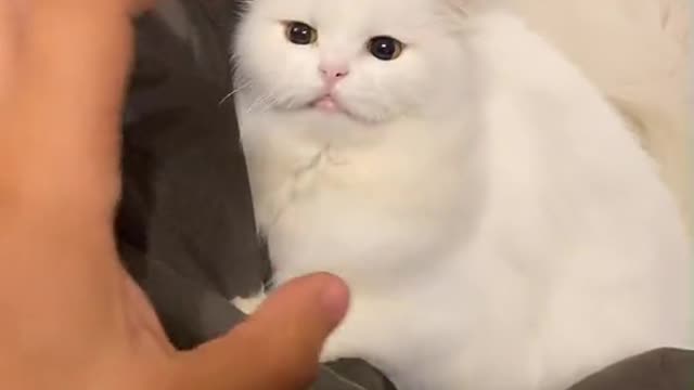 cat funny 🐈🐈🐈🐈🐈🐈🐈