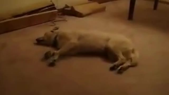 The dreamy dog!