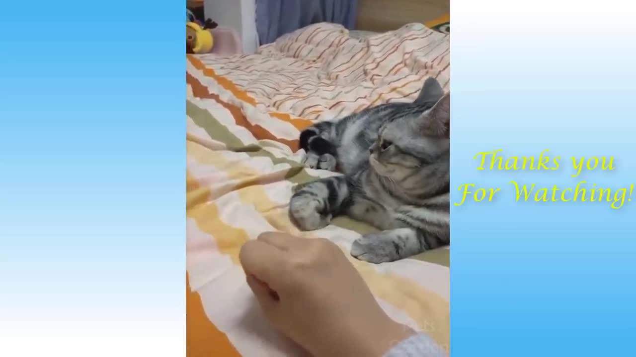 A smart cat Funny Animals