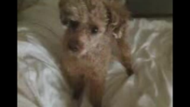 A cute little puppy playing in bed.