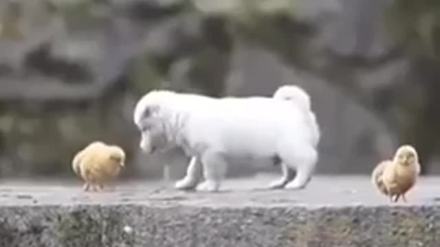 Charming puppy playing with chickens.