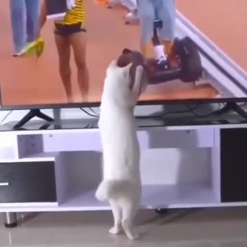 Touch of the cat brings bad luck