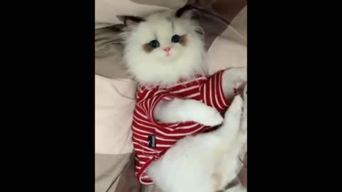 Cute cat video