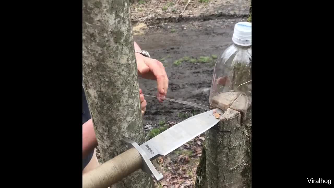 A Real Life Gummy Worm