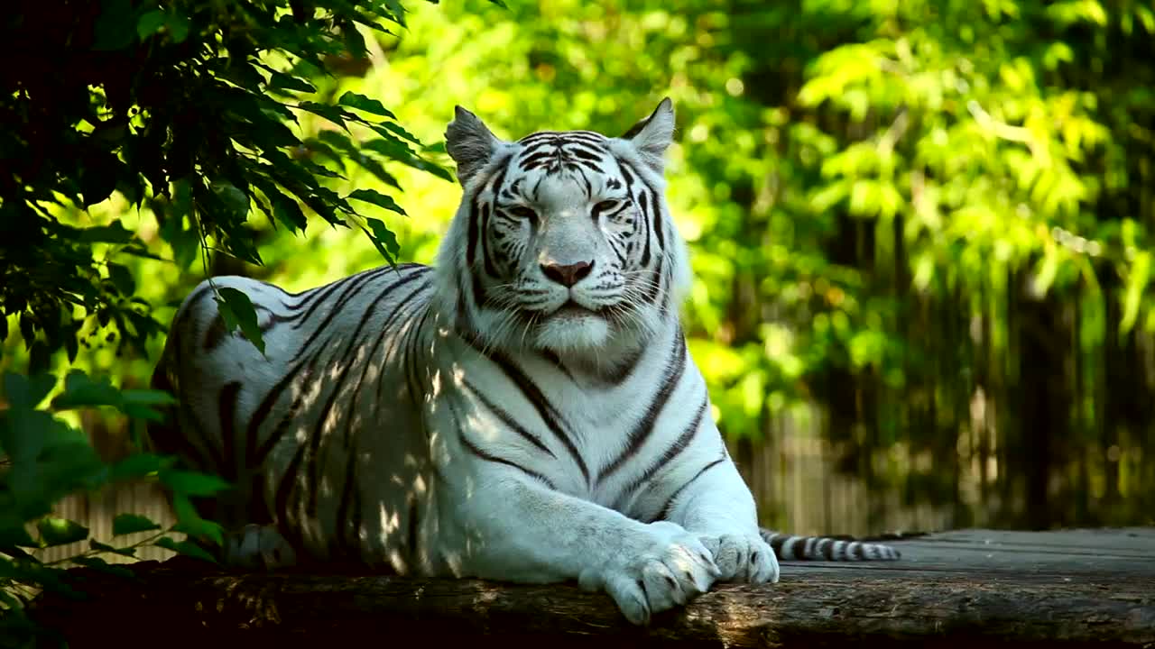 White tiger resting in the woods