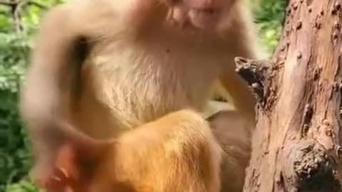 Cute Monke