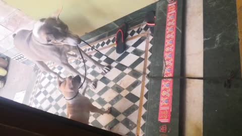 Dog Trainings Video