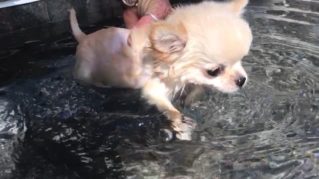 Teeny tiny Chihuahua puppy can't stop swimming