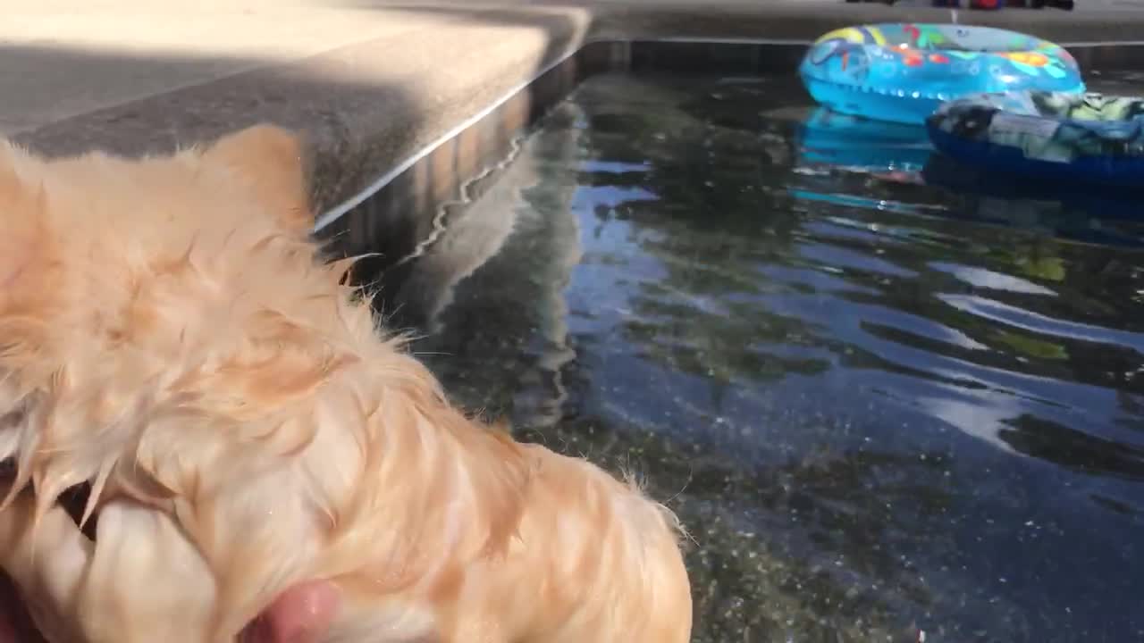 Teeny tiny Chihuahua puppy can't stop swimming