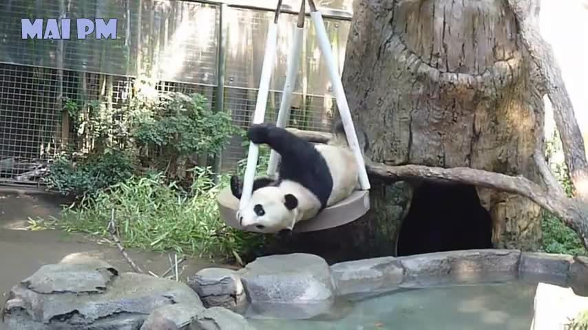 those cute pandas ..<3