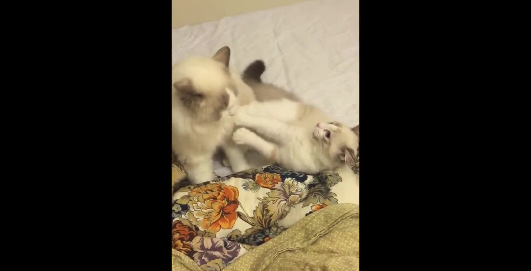 Muppet cats' judo competition! [daily video of Jiumei Youdi's super cute]