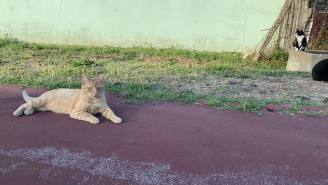 Cat enjoying taking sunbath #rumble #rumbleviral #petstv