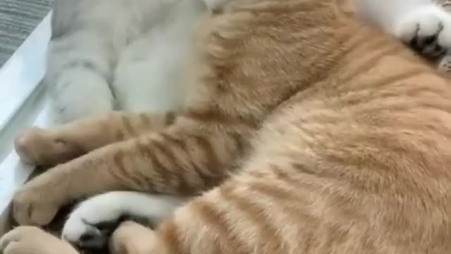 Cat Funny | Cat Cute videos | Cat Funny Videos