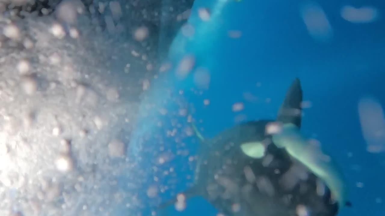 Orcas Swim Alongside Boat