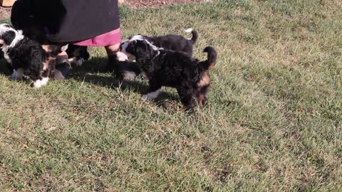 Mini Bernedoodle Puppies