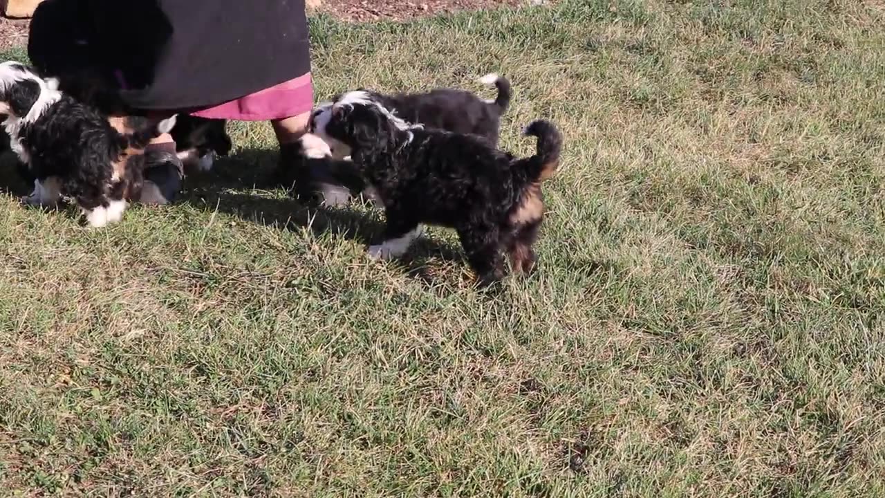 Mini Bernedoodle Puppies