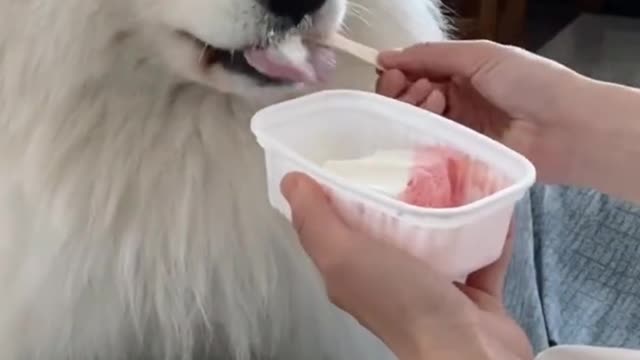 This dog likes to eat ice cream