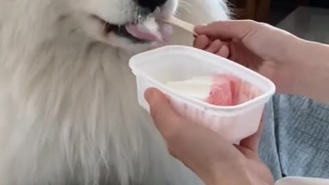 This dog likes to eat ice cream