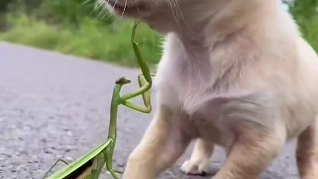 Puppy with amazing creatures