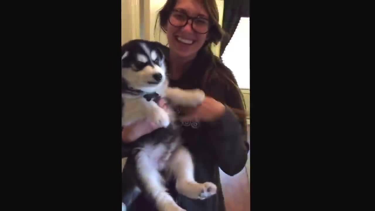 Talking Husky Puppy, 🐕