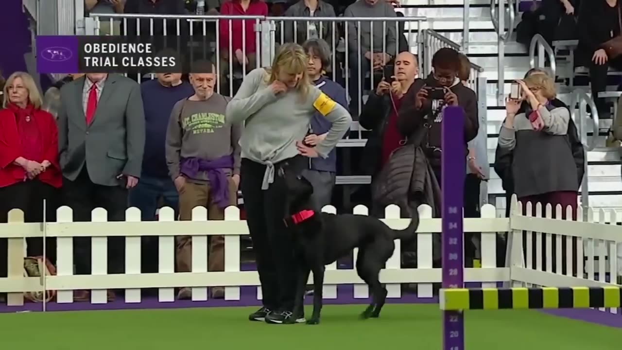 Most Dog training clip