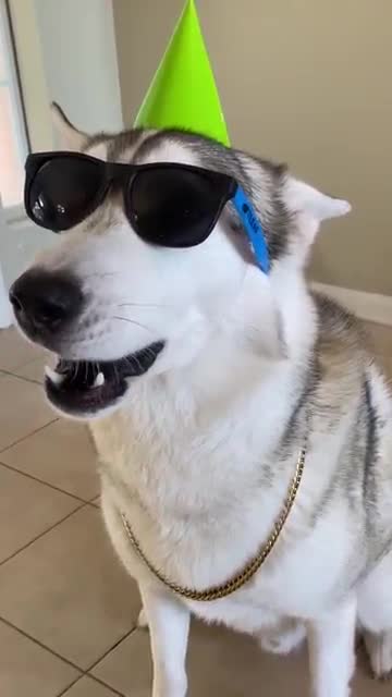 Husky Catches Flip-Trick Treat Like A Boss😍🎂🎈