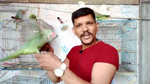 Teach Your Parrot Not To Bite - 100 % Working - Urdu -Hindi - PBI Official_p5