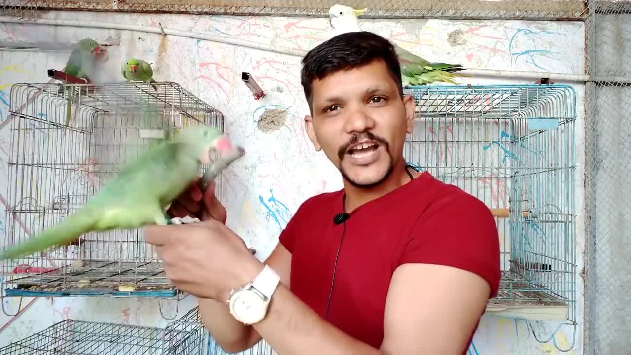 Teach Your Parrot Not To Bite - 100 % Working - Urdu -Hindi - PBI Official_p5