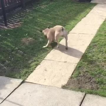 Frenchie hops round new treat