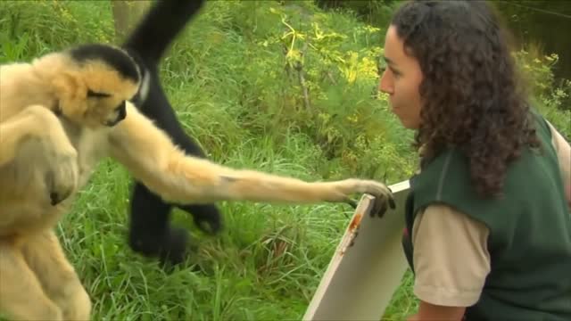 Adorable Gibbons Playing and Climbing | Funny Animals