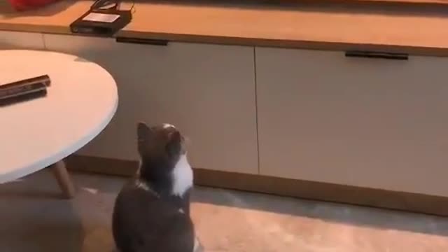 Cat watching Tom & Jerry . See the reaction.