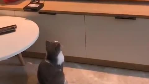 Cat watching Tom & Jerry . See the reaction.